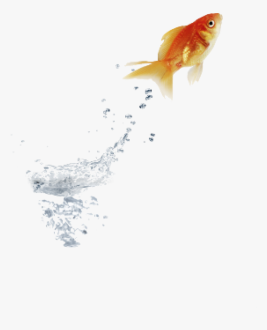 #goldfish #jumping #water - Stock Photography, HD Png Download, Free Download