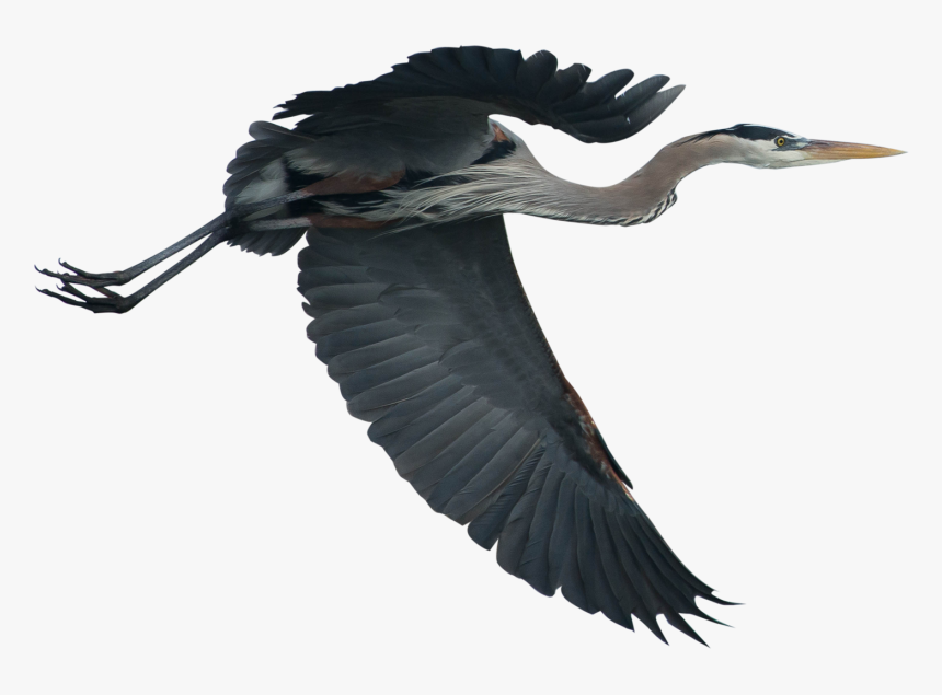 Crane Bird Png, Transparent Png, Free Download