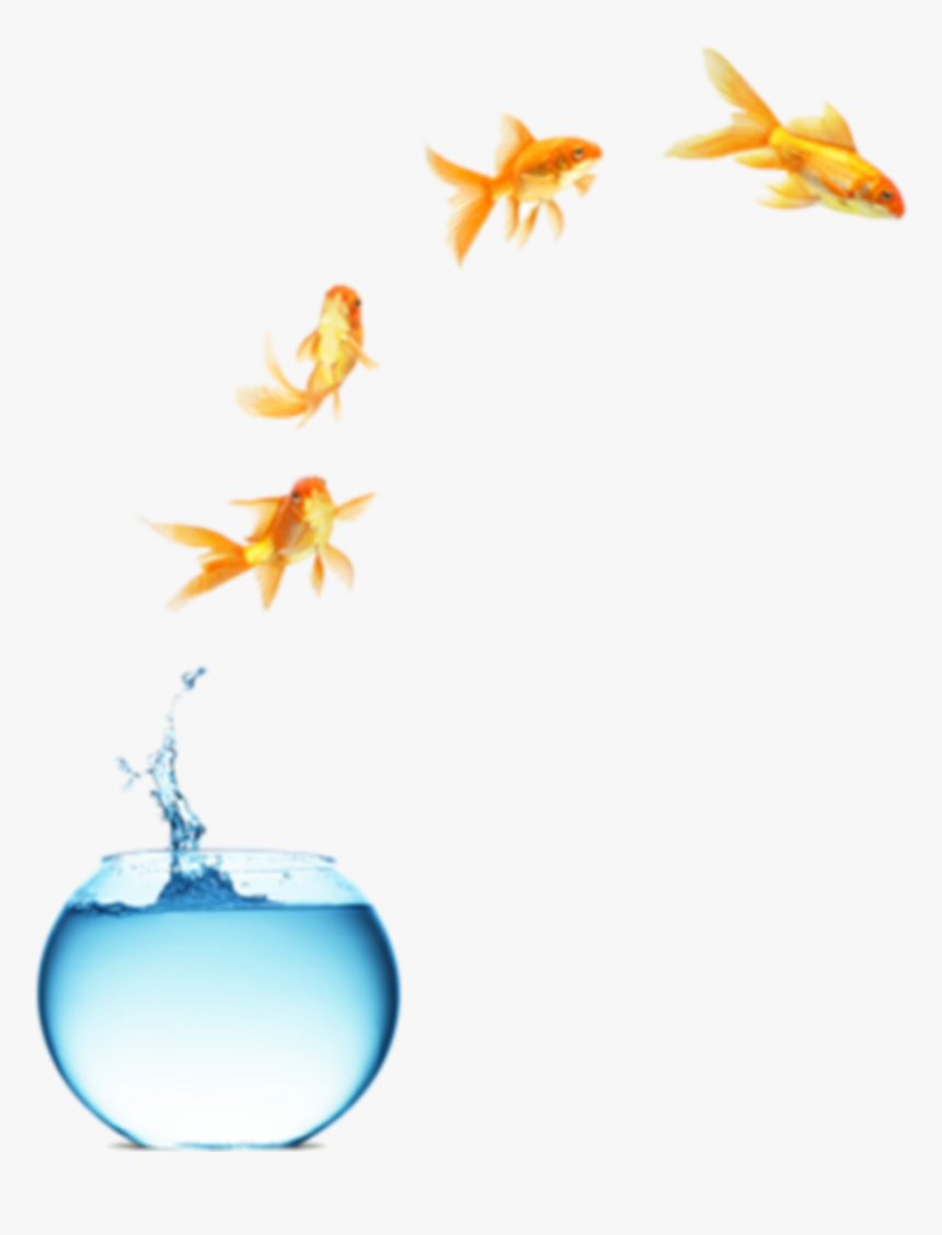 #freetoedit #myedit #fish Jumping Out Of Bowl - Leading Fish, HD Png Download, Free Download