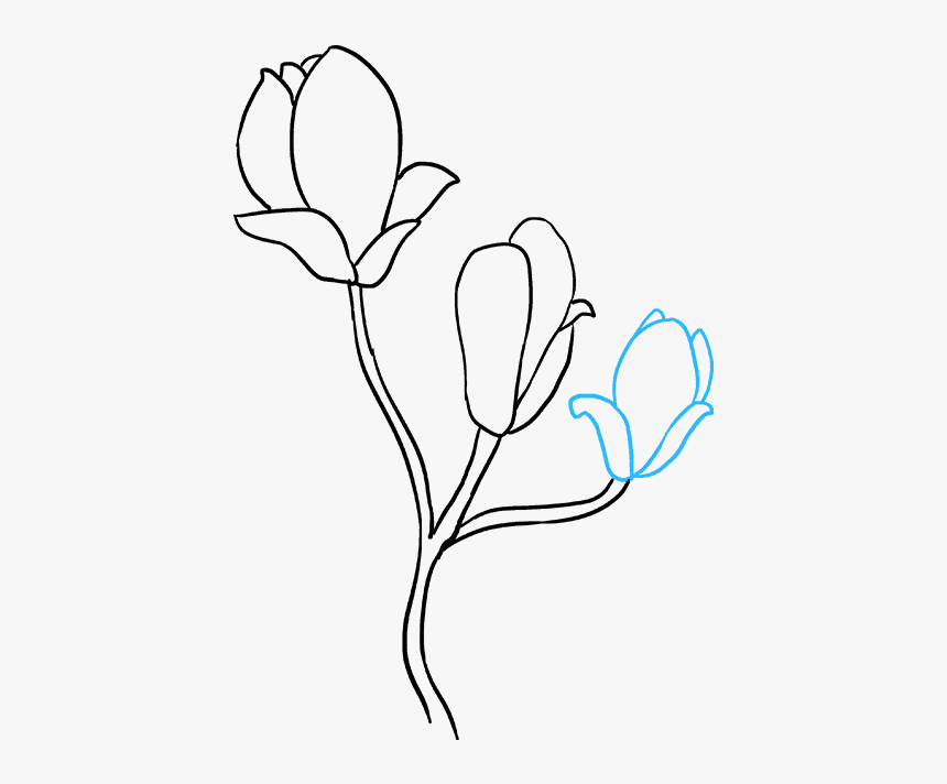 How To Draw Magnolia Flower - Magnolia Flower Drawing Easy, HD Png Download, Free Download