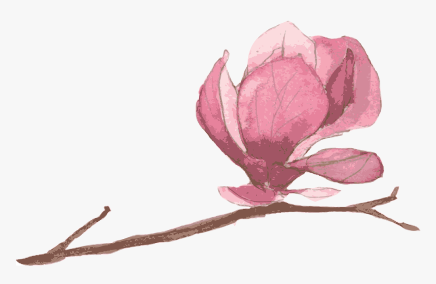 Transparent Magnolia Png - 木 棉花 手繪, Png Download, Free Download