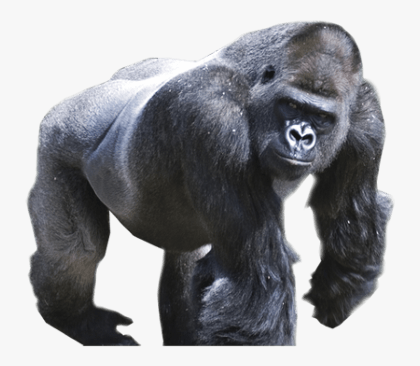 Free Images Toppng Transparent - Gorillas Png, Png Download, Free Download