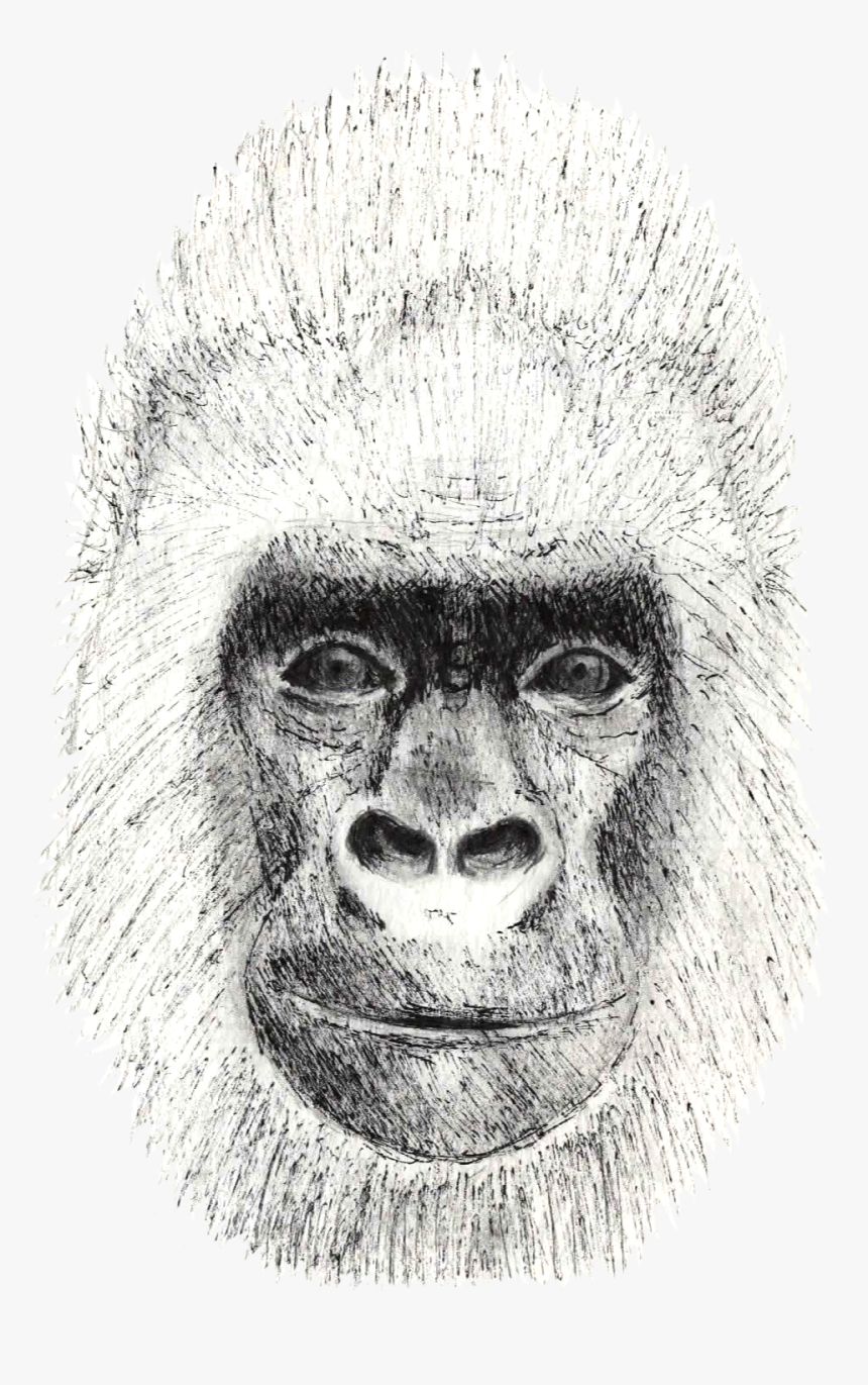 Gorilla - Sketch, HD Png Download, Free Download