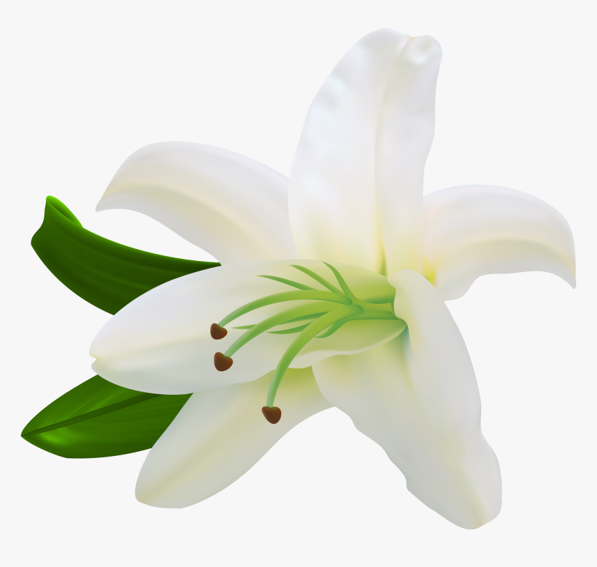 Lilium Flower White Letter, HD Png Download, Free Download