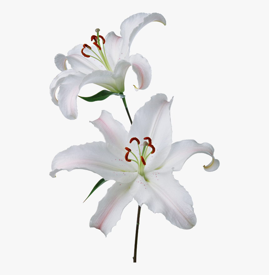 Lily Transparent White - Lilies Png, Png Download, Free Download