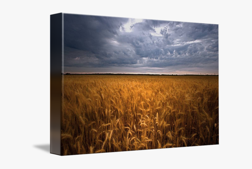 Wheat Field Png - Field, Transparent Png, Free Download
