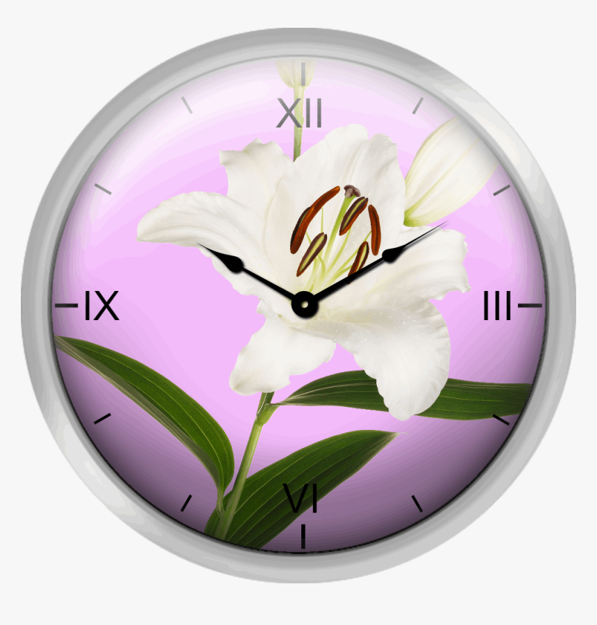 White Lily On Magenta Blush - Big Ben, HD Png Download, Free Download
