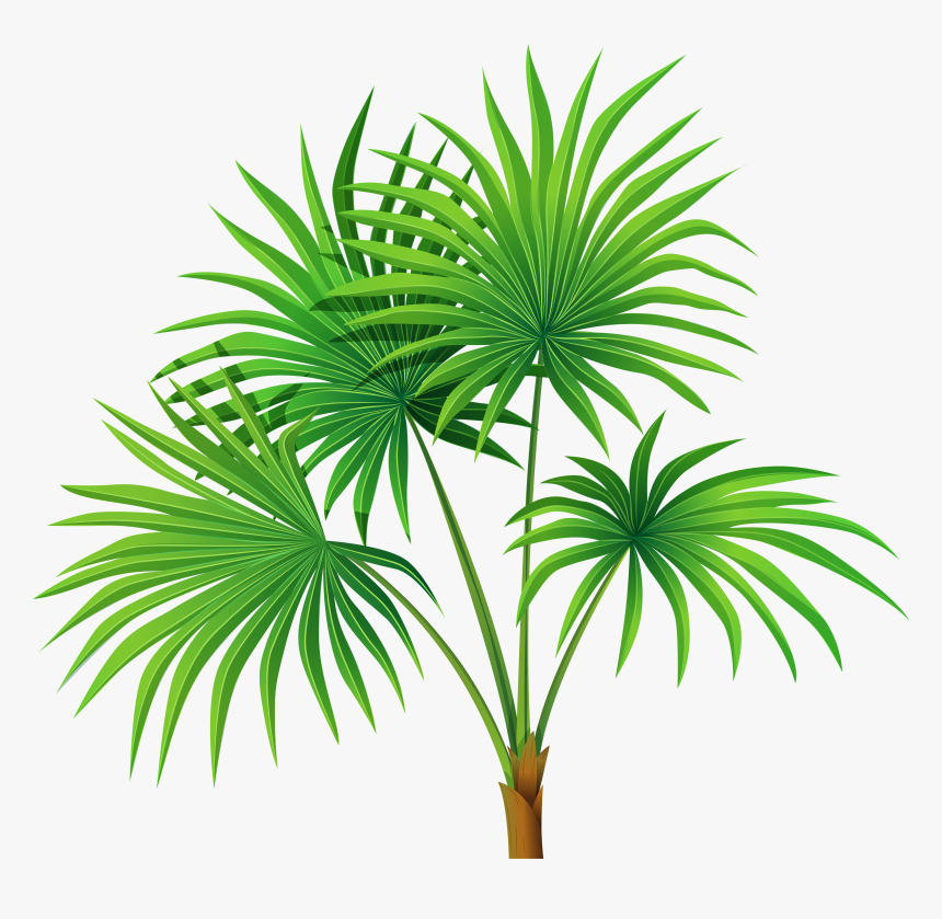 Clipart House Plant Png Library Download Palm Plant - Palm With Transparent Background, Png Download, Free Download