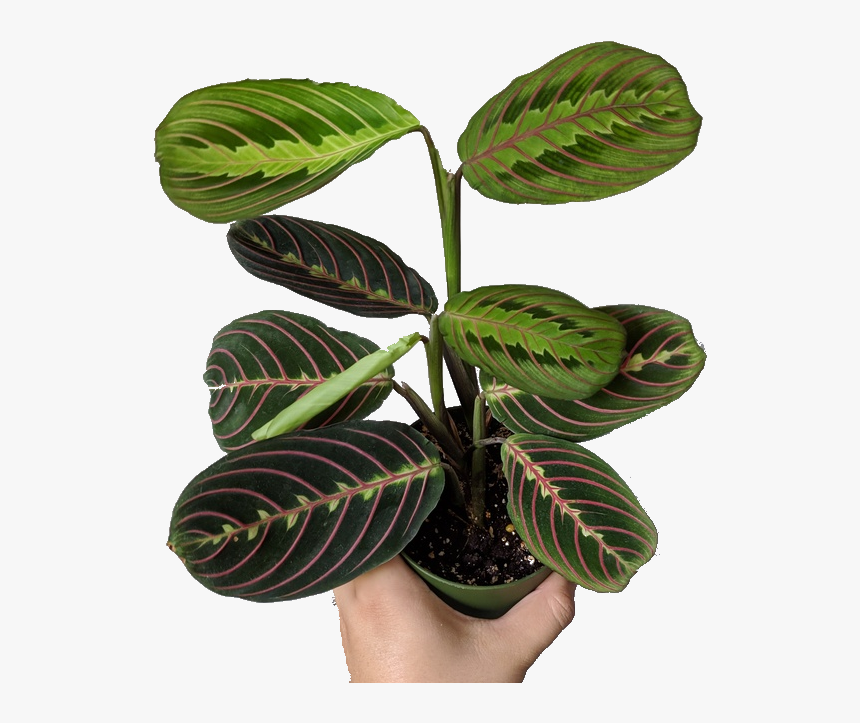 Red Maranta Prayer Plant - Flowerpot, HD Png Download, Free Download