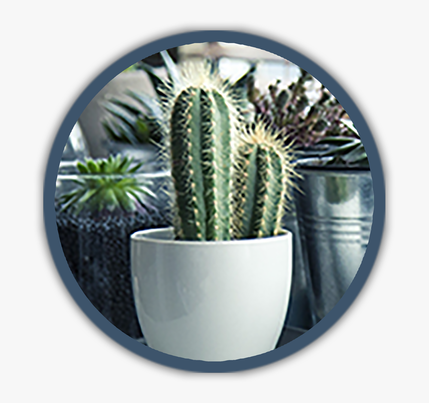 Cactus, HD Png Download, Free Download