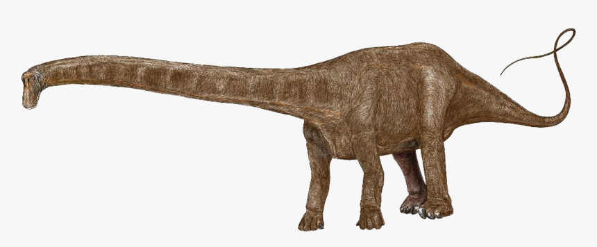 Source - Prek-8 - Com - Report - Dinosaur Footprint - Seismosaurus, HD Png Download, Free Download