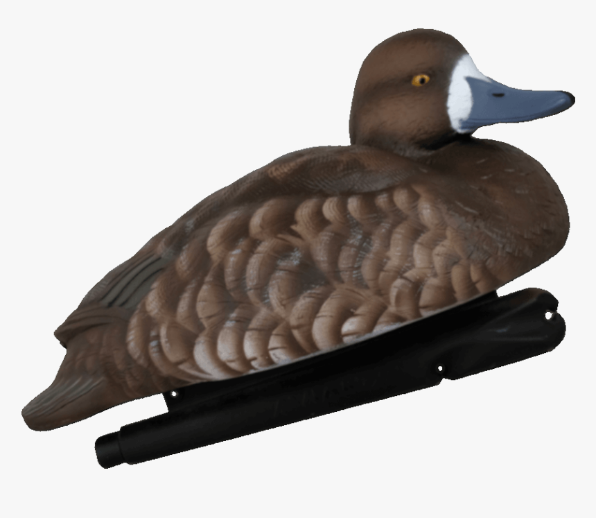 Duck, HD Png Download, Free Download