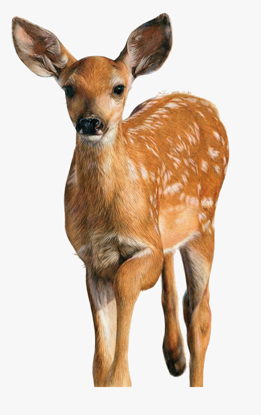 Deer Colour Pencil Drawing, HD Png Download, Free Download