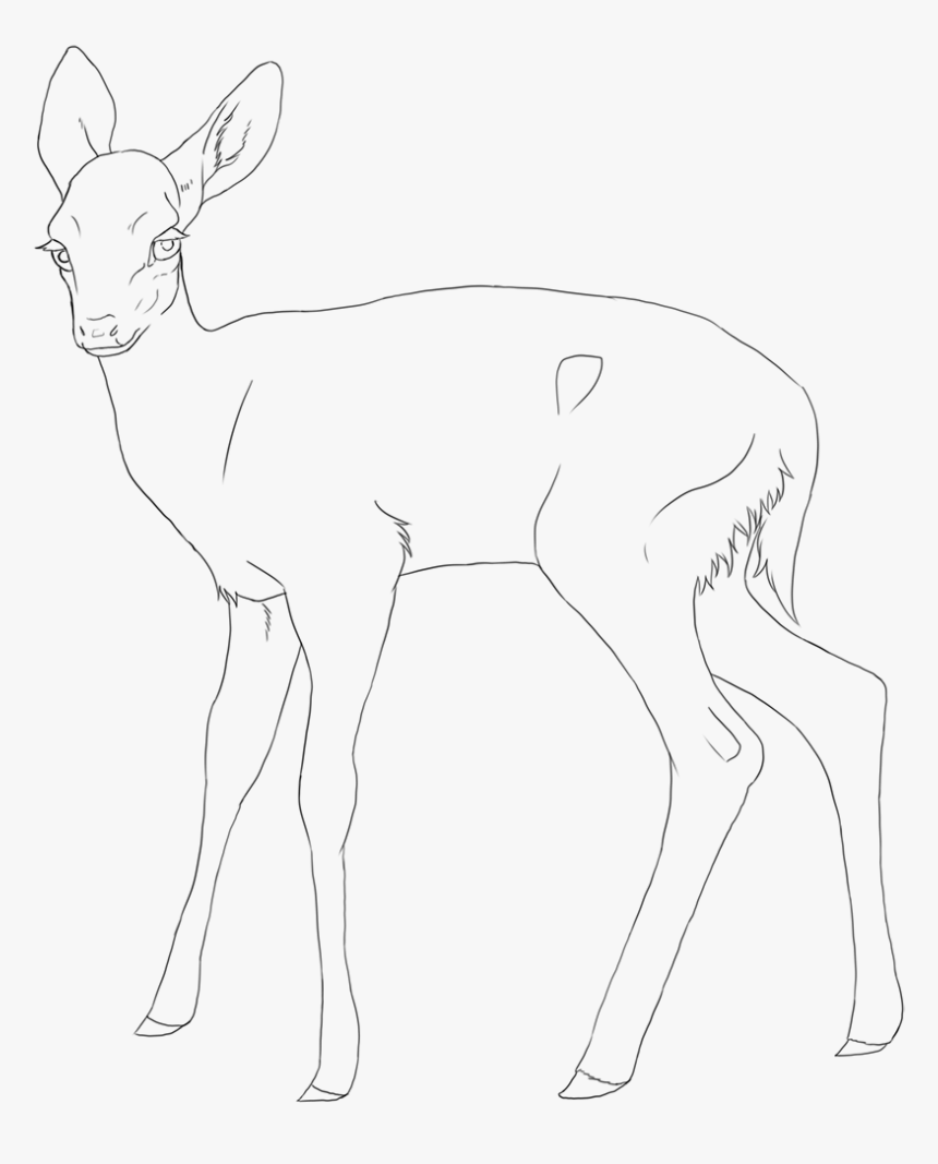 Mammal Drawing Fawn - White-tailed Deer, HD Png Download, Free Download