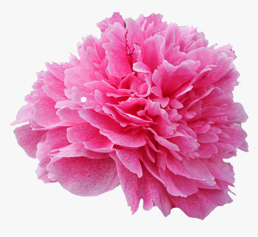 Pink Flower Transparent Background, HD Png Download, Free Download