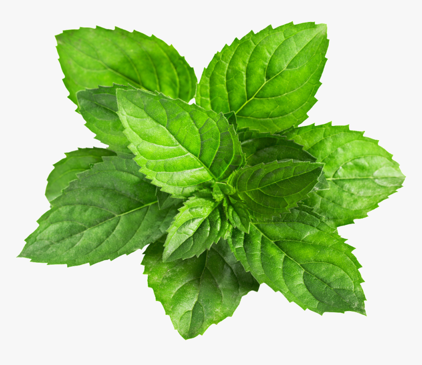 A Mint Leaf Transparent Plant Vector - Mint Vector Png, Png Download, Free Download