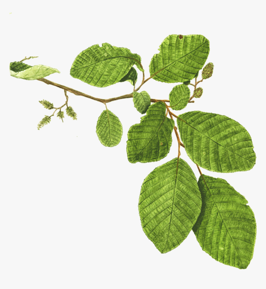 Mentha Spicata Branch Plant Mint Leaf - Alder Tree Branch, HD Png Download, Free Download