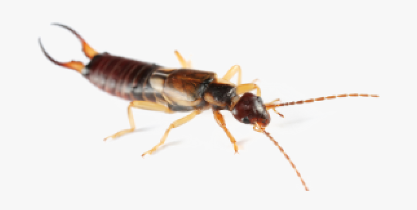 Earwig Png Clipart - Insect, Transparent Png, Free Download