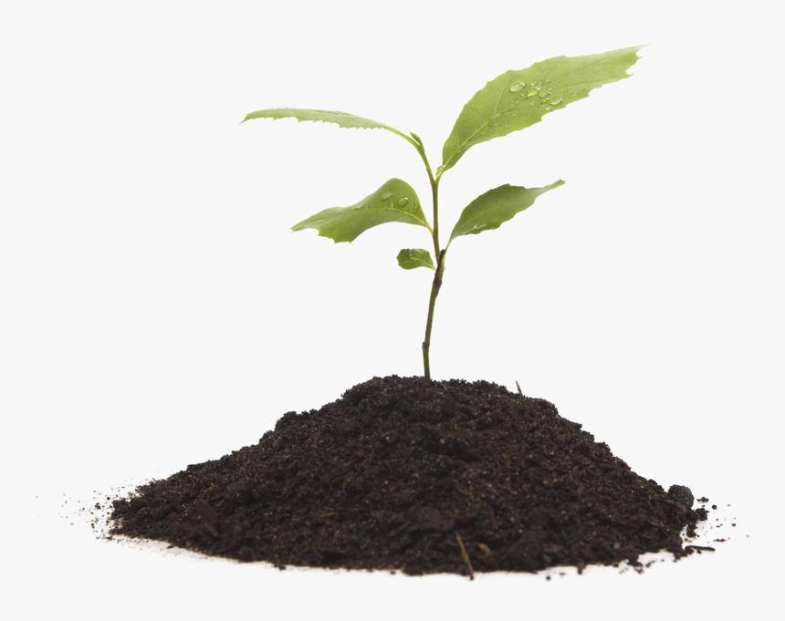 Transparent Compost Clipart - Plant And Soil Png, Png Download, Free Download