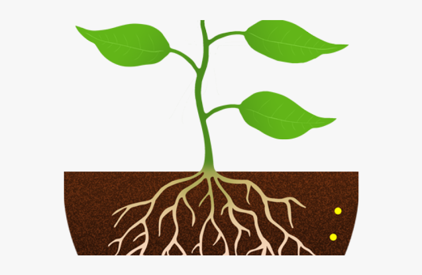 Plant With Roots Clipart, HD Png Download, Free Download