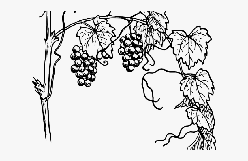 Vine Clipart Outline - Grape Vine Drawing, HD Png Download, Free Download