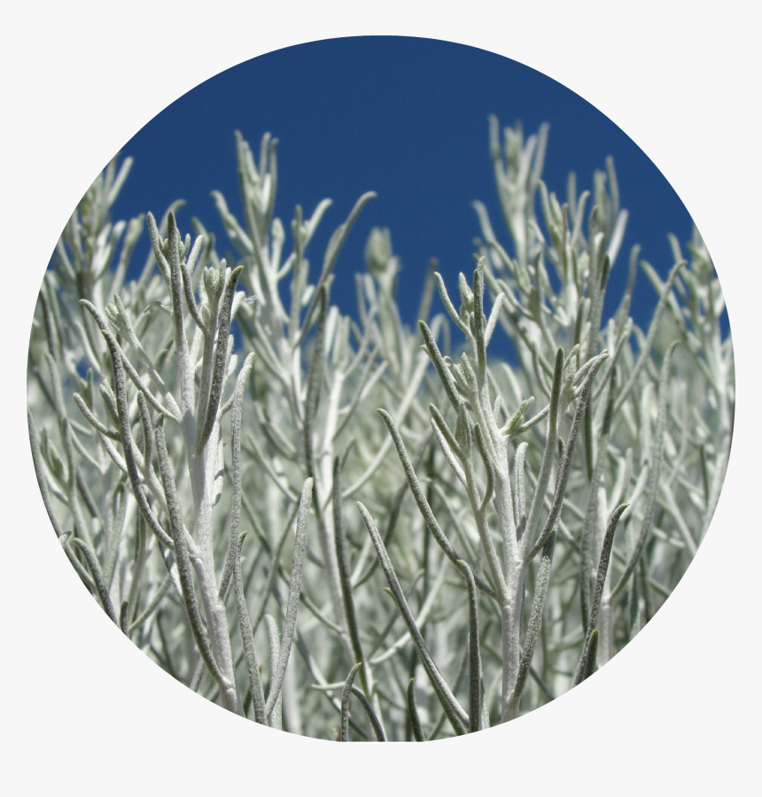 Desert Sage Png , Png Download, Transparent Png, Free Download