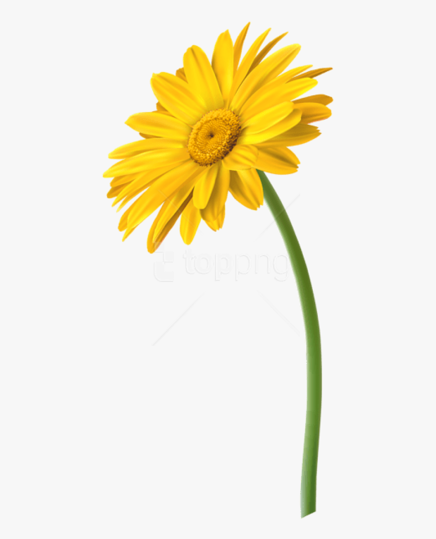 Free Png Download Yellow Gerbera Flower Png Images - Yellow Daisy Flower Png, Transparent Png, Free Download