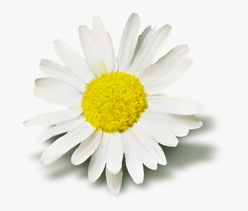 8 Kb, Rating - Oxeye Daisy, HD Png Download, Free Download