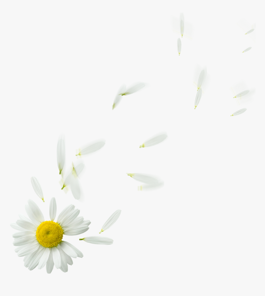 Oxeye Daisy, HD Png Download, Free Download