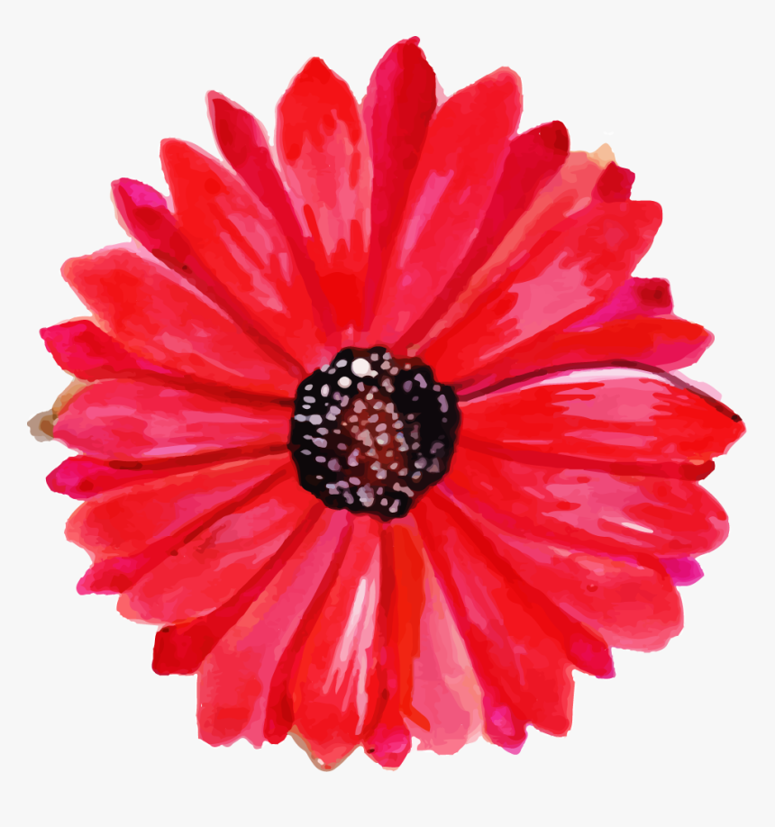 Barberton Daisy, HD Png Download, Free Download