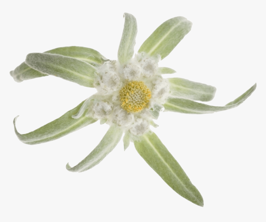 Edelweiss Png, Transparent Png, Free Download