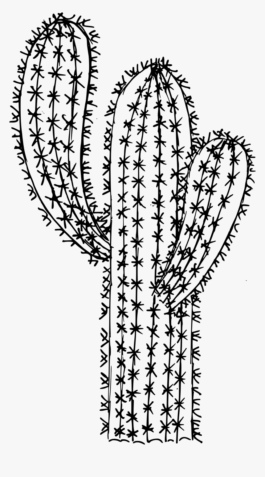 6 Cactus Drawing 2 - Line Art, HD Png Download, Free Download