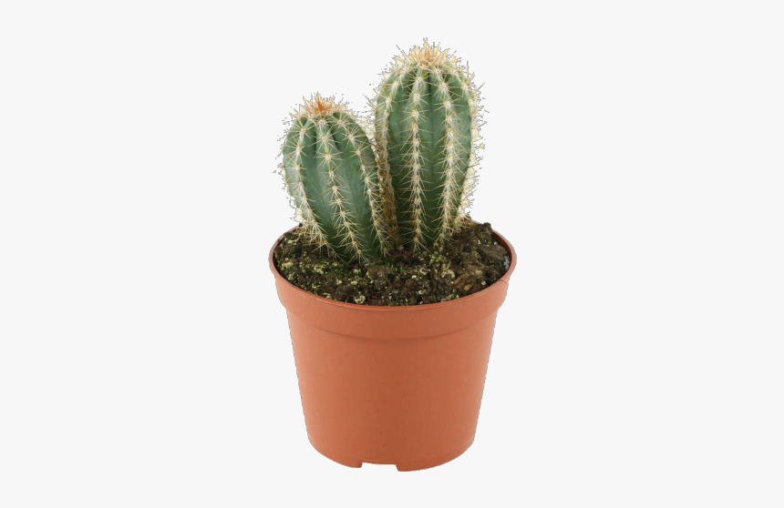 Image - Cactus, HD Png Download, Free Download