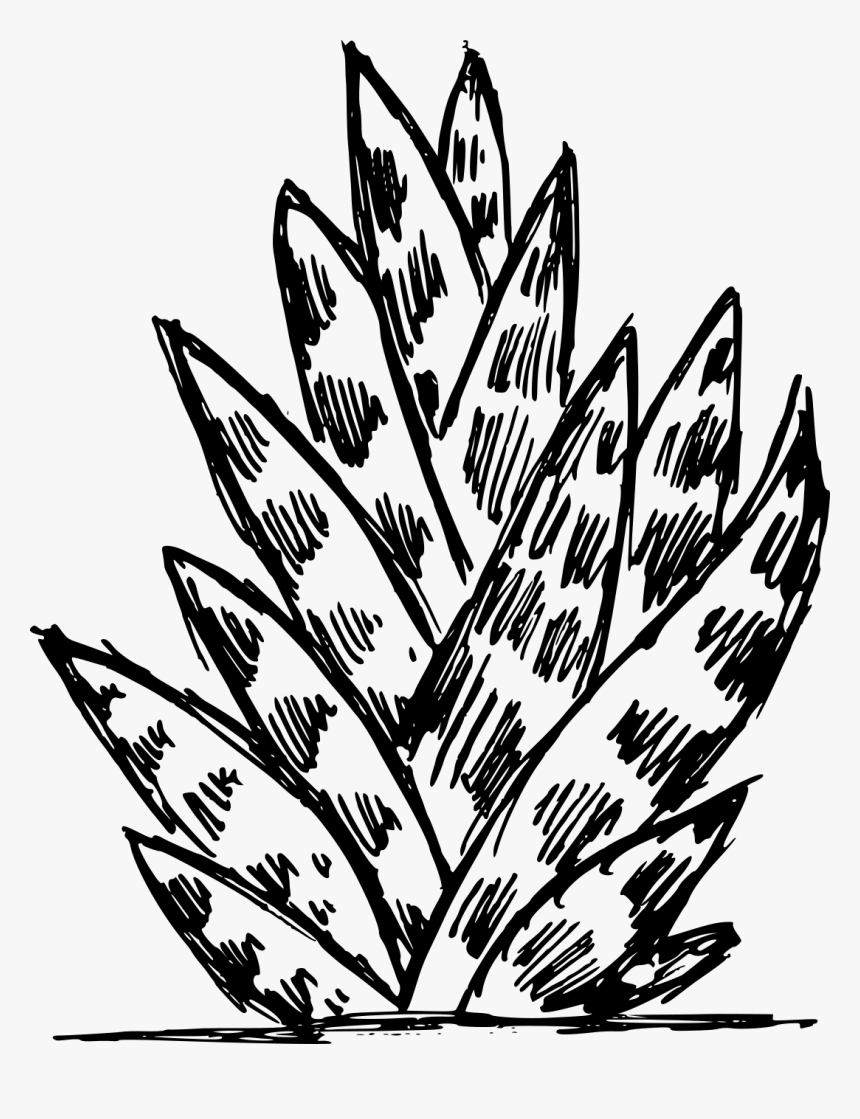 Cactus Drawing, HD Png Download, Free Download