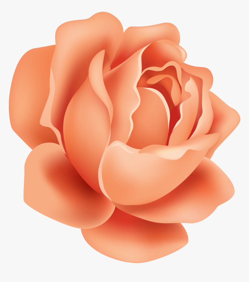 Garden Roses, HD Png Download, Free Download