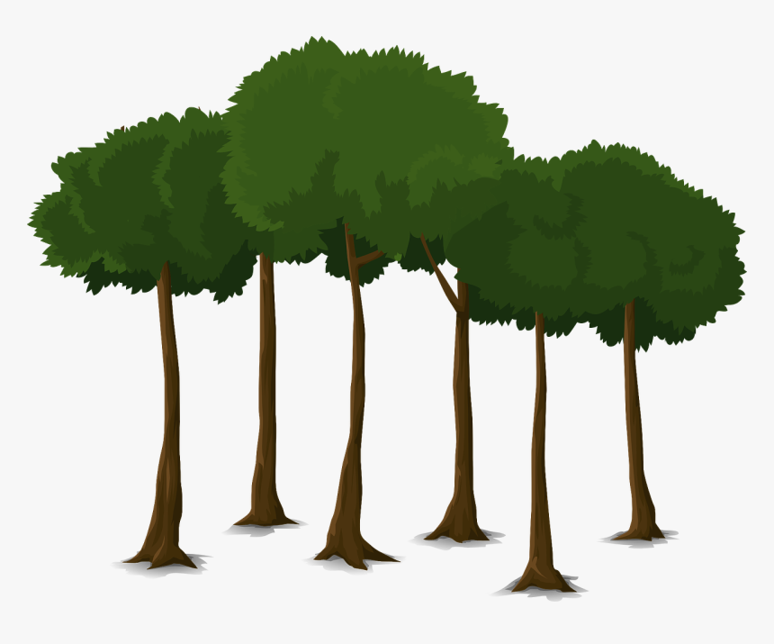 Thumb Image - Tall Trees Hd, HD Png Download, Free Download