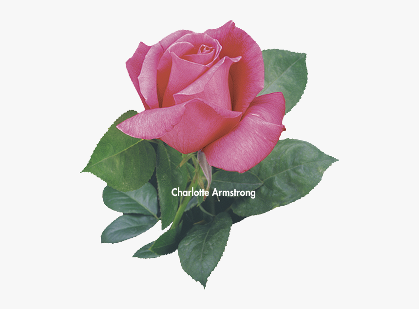 Charlotte Armstrong - Floribunda, HD Png Download, Free Download