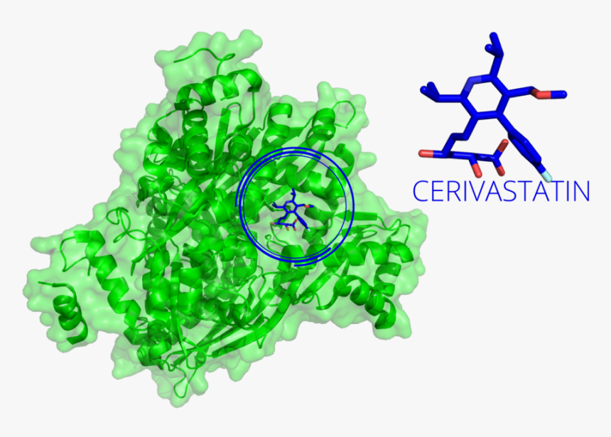 Hmg Coa Reductase Cevastatin - Drug Design Cadd, HD Png Download, Free Download