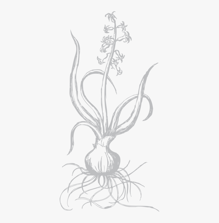 Sketch, HD Png Download, Free Download