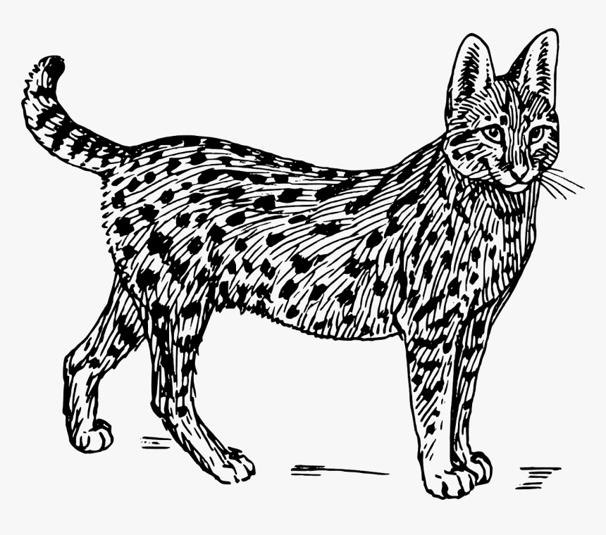 Big Cat Clipart Black And White, HD Png Download, Free Download