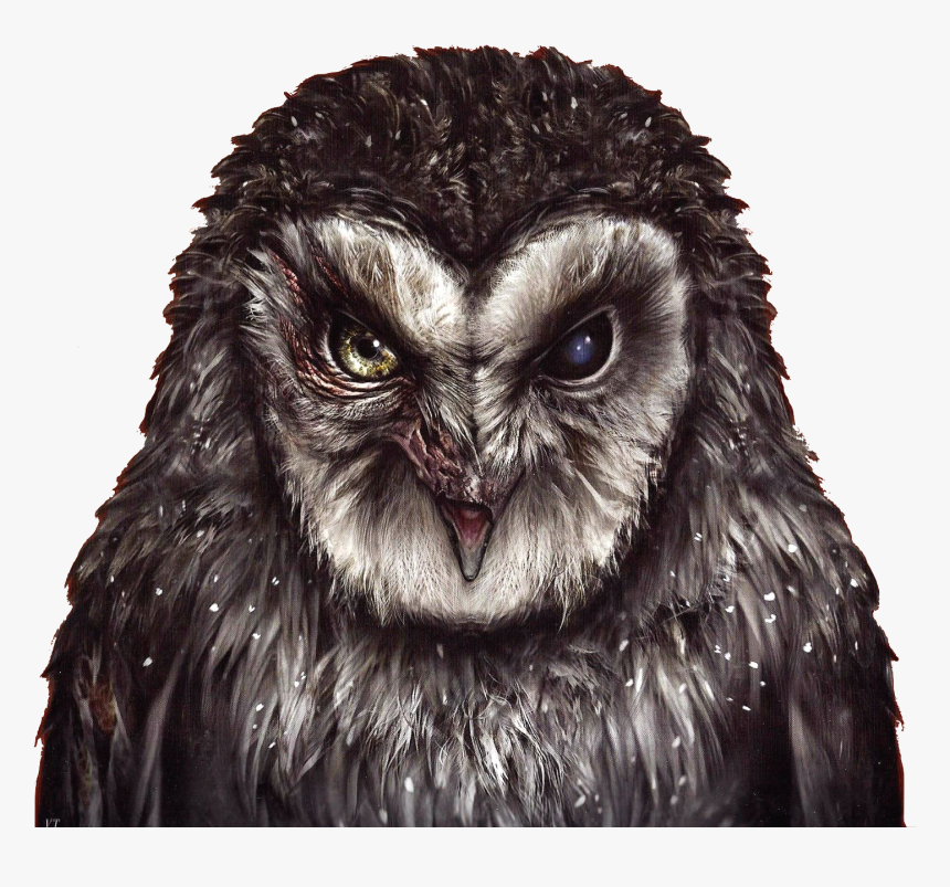 Guardians Of Ga’hoole Wiki - Owl With No Beak, HD Png Download, Free Download