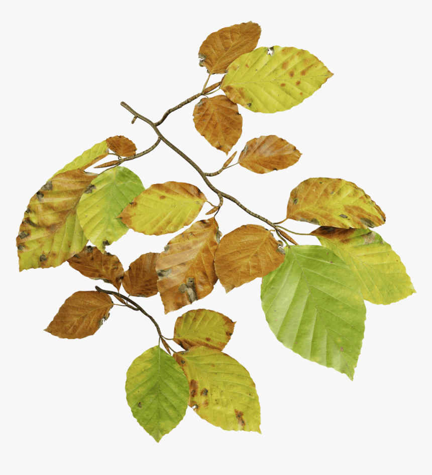 Sweet Birch, HD Png Download, Free Download