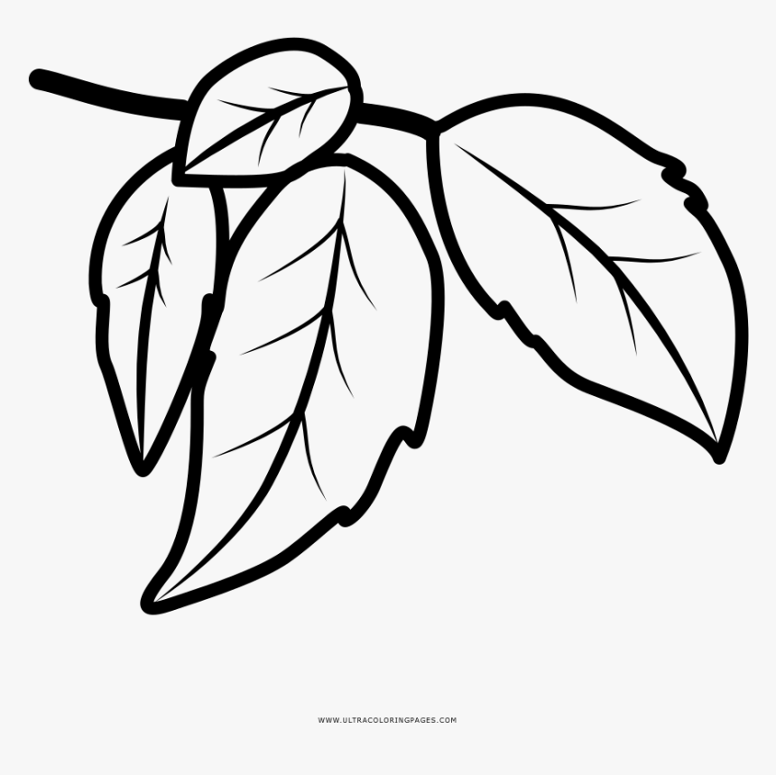 Leaves Coloring Page - Dibujo De Hojas Para Colorear, HD Png Download, Free Download