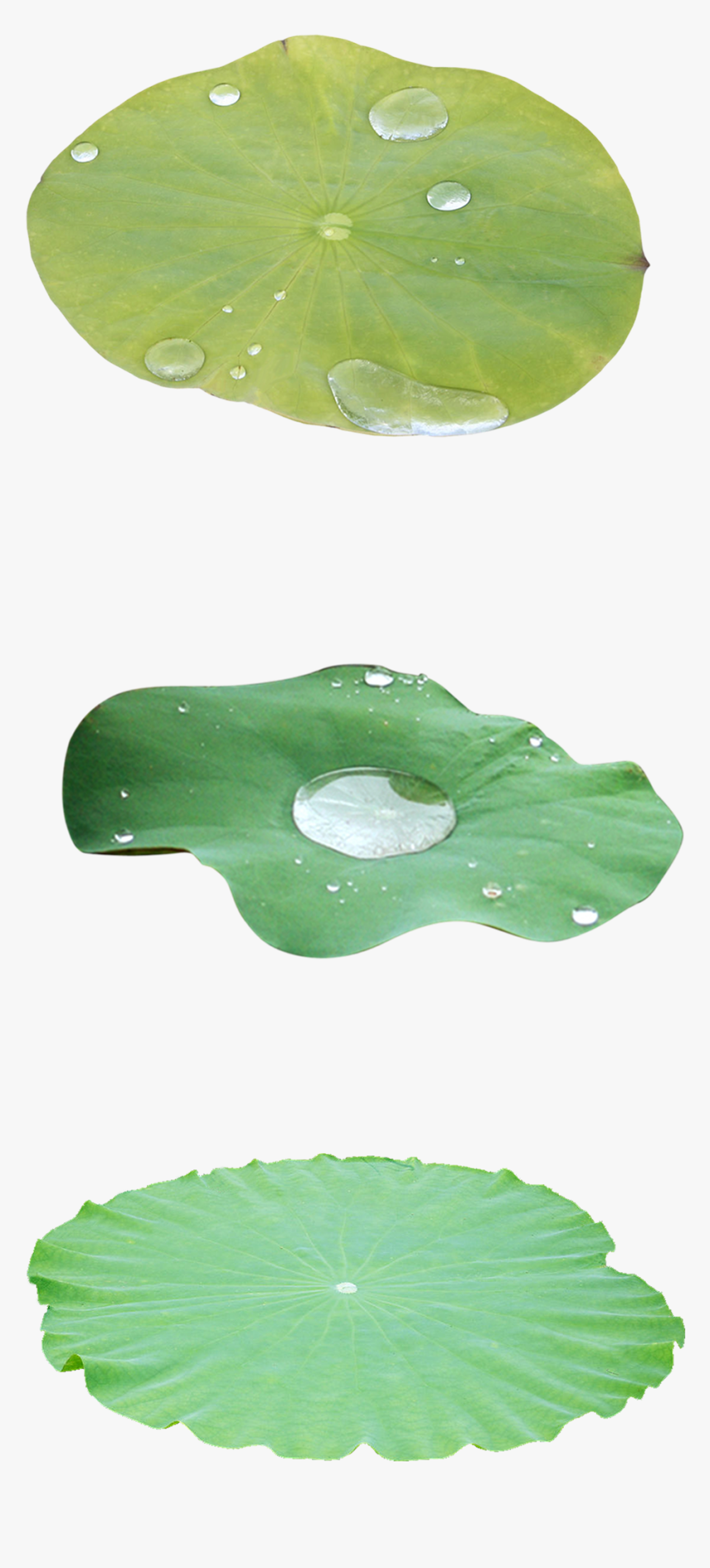 Green Lotus Leaf Decoration Vector - Aquatic Plant, HD Png Download, Free Download