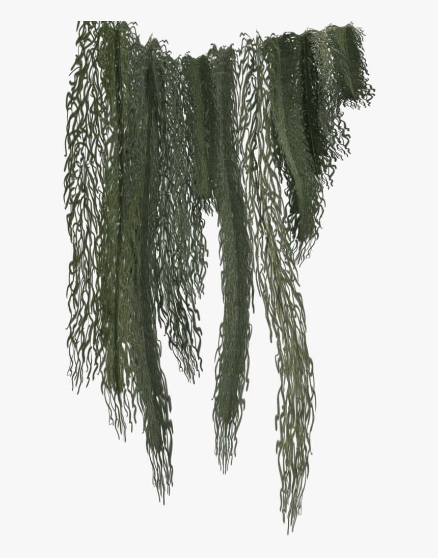 Hanging Moss Png - Jungle Vines Png Transparent, Png Download, Free Download