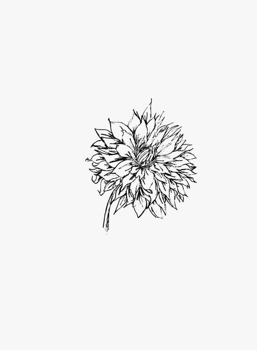 Chrysanths, HD Png Download - kindpng