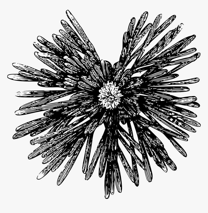 Plant,flower,monochrome Photography - Sea Urchin, HD Png Download, Free Download