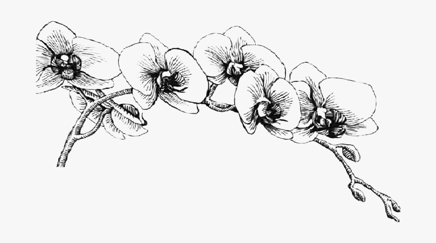 Orchid Black And White Clipart, HD Png Download, Free Download