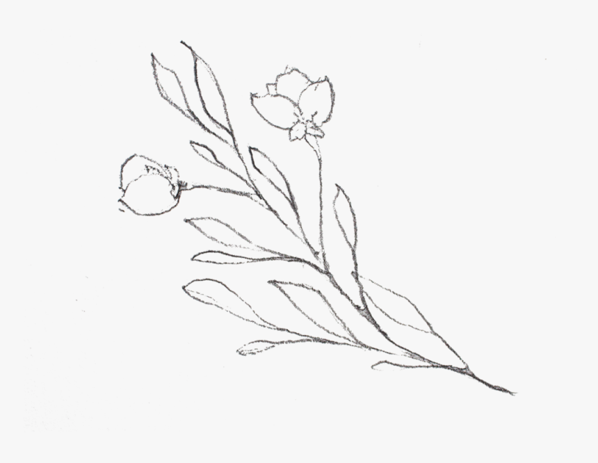 Floral Sketch - Sketch, HD Png Download, Free Download