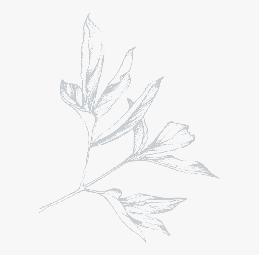 Sketch, HD Png Download, Free Download